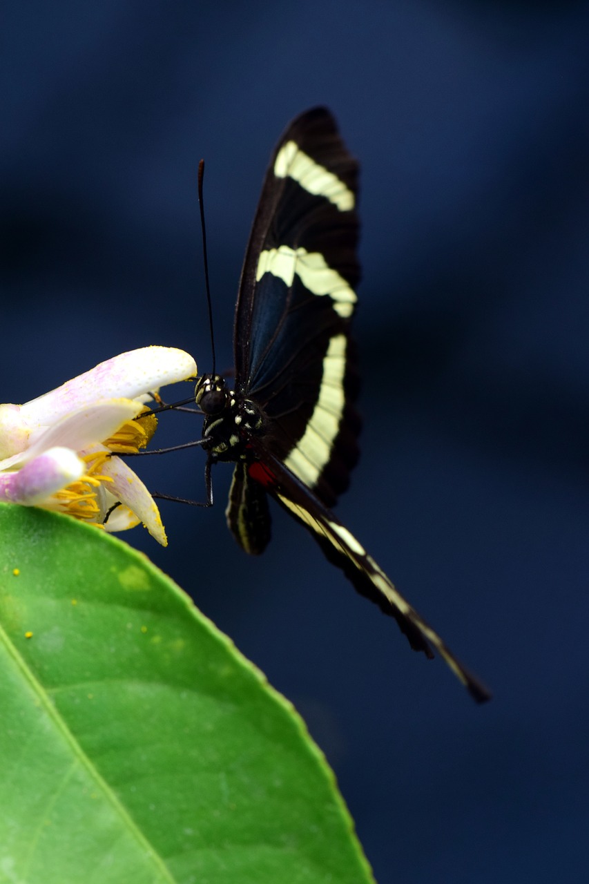 heliconius tropical fly free photo