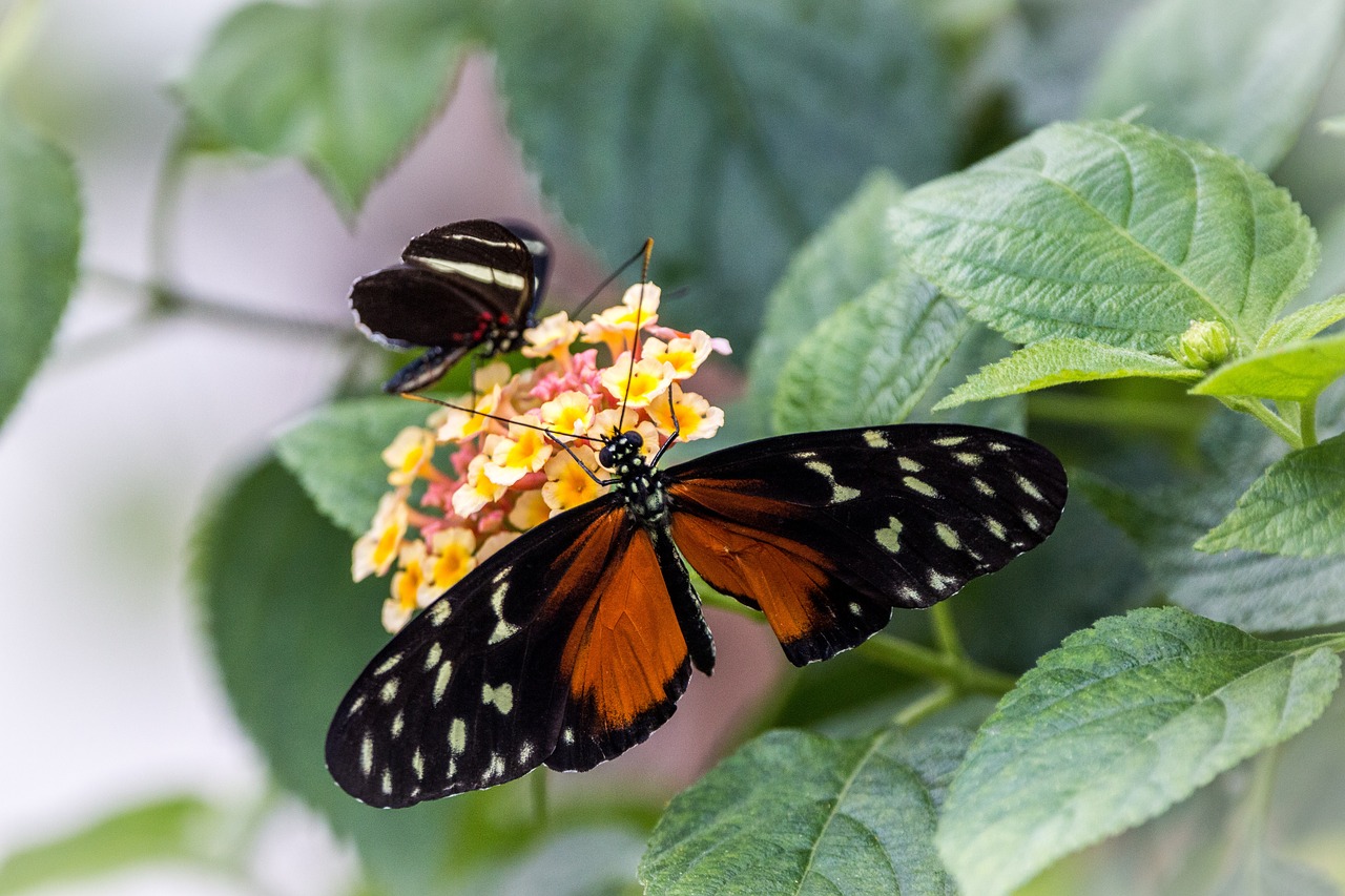 heliconius hecale golden hecale butterfly free photo