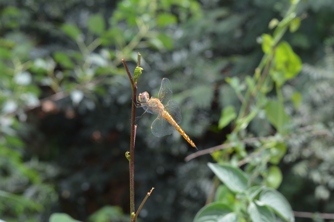 helicopter  fly  nature free photo