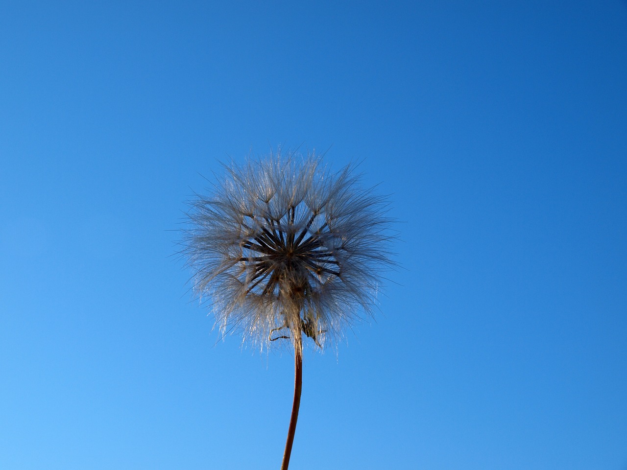 helicopters  cipselas flower  dandelion free photo