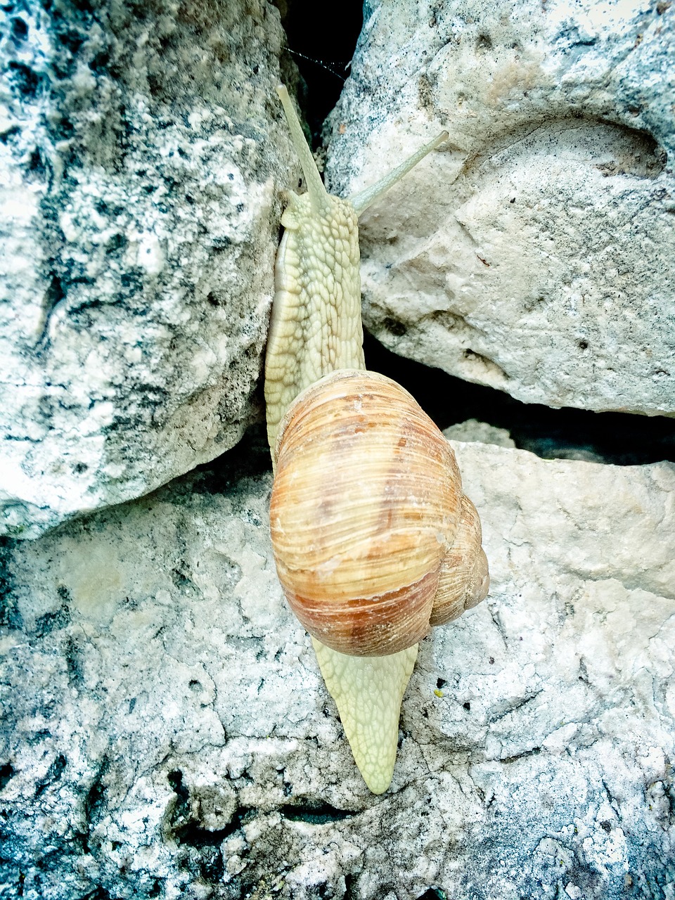 helix pomatia snail copse snail free photo