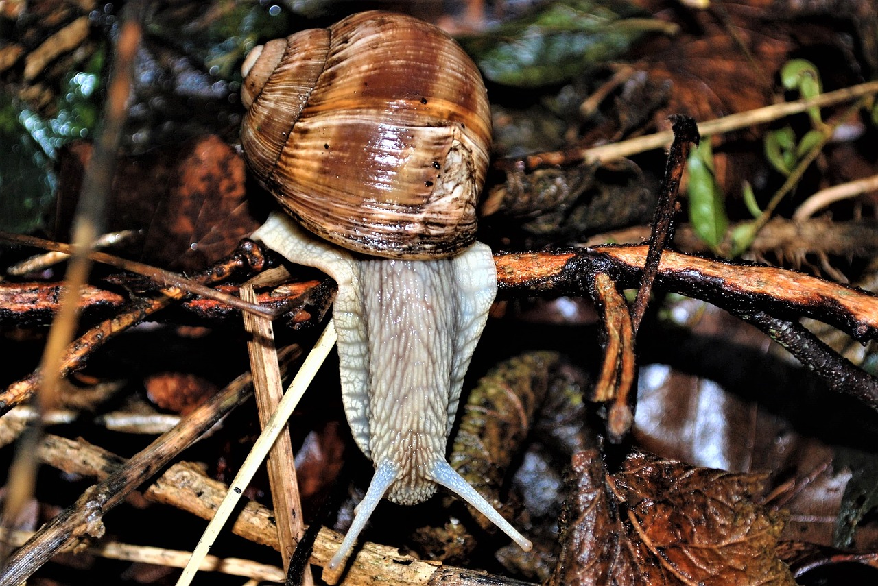 helix pomatia  snail  probe free photo