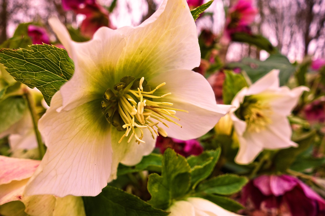 hellebore flower pistil free photo