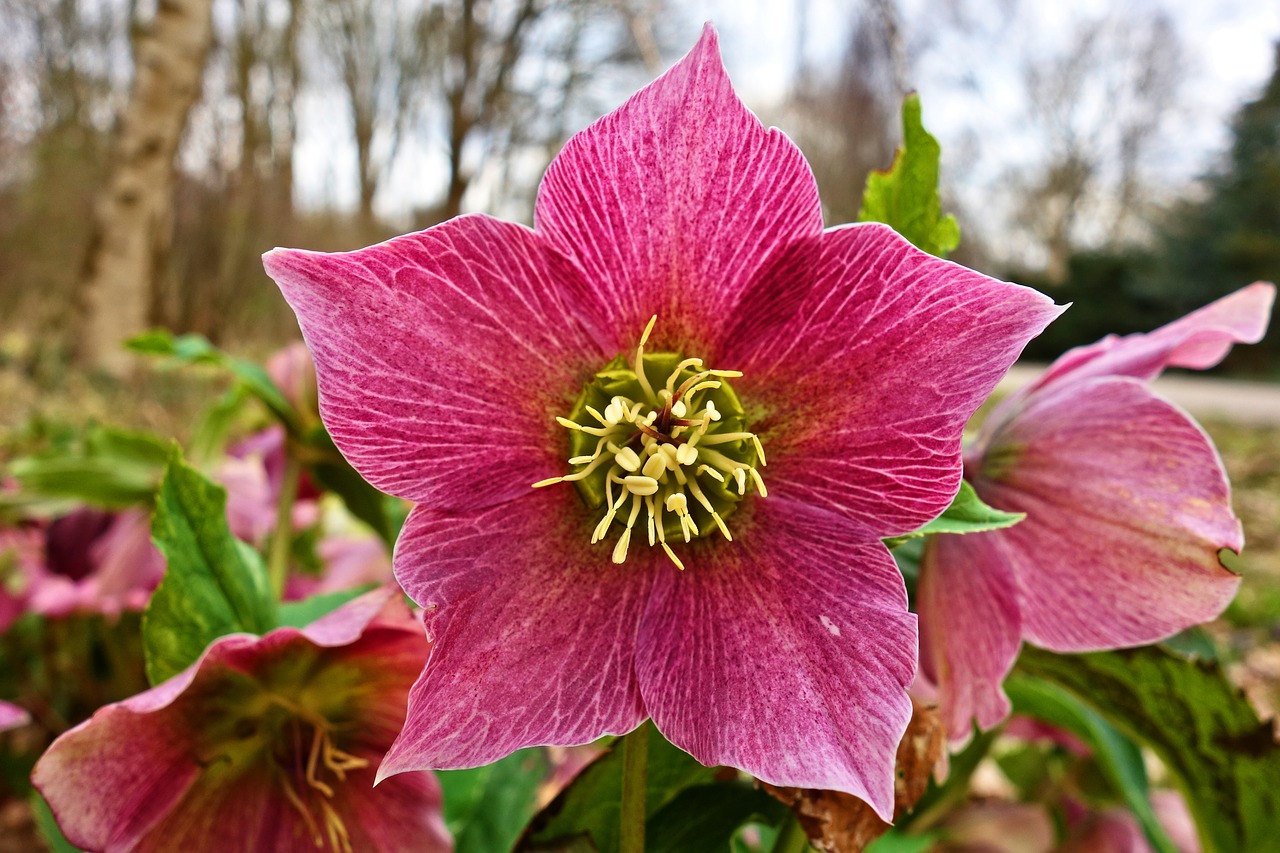 hellebore flower pistil free photo