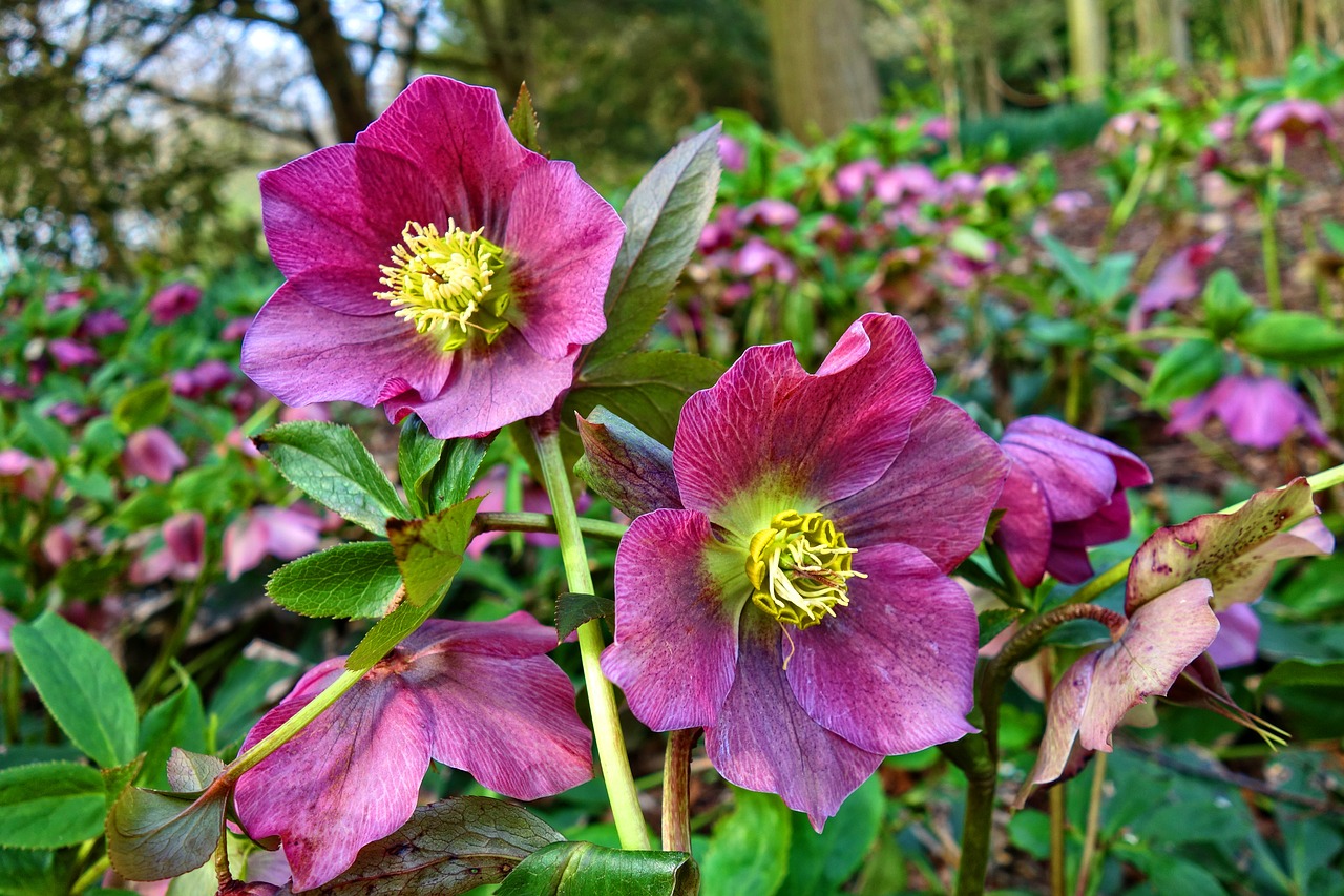 hellebore  flower  plant free photo