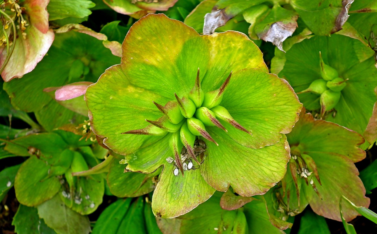 hellebore  flower  seeds free photo