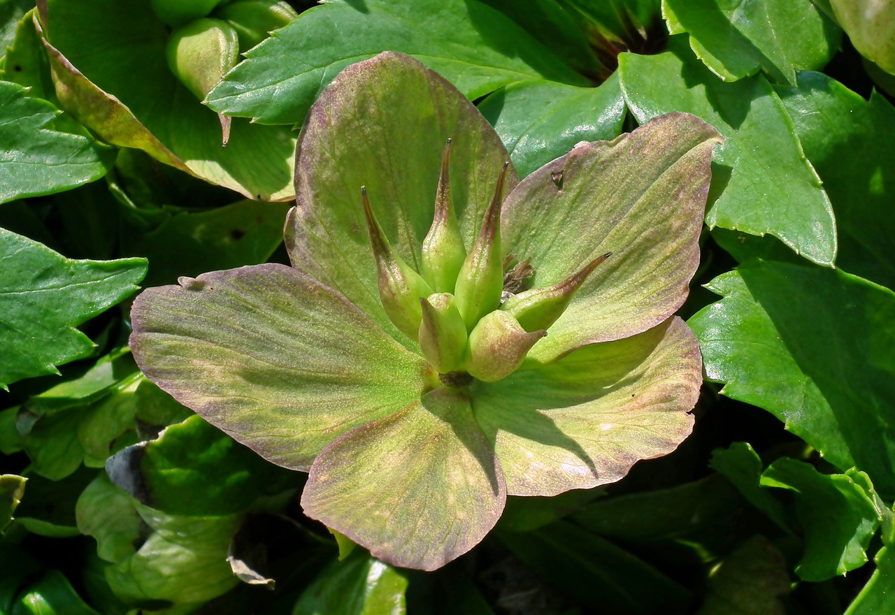 hellebore  flower  garden free photo