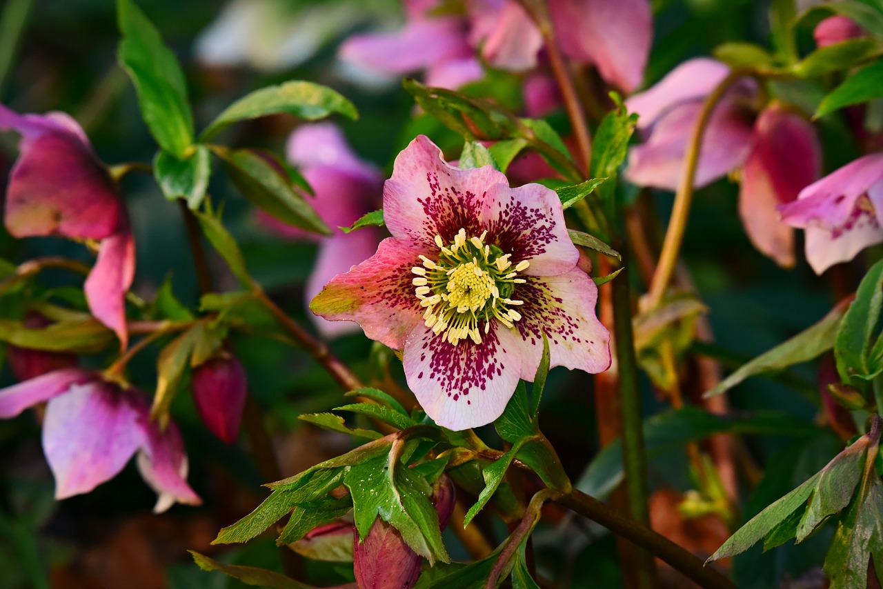 hellebore  flower  plant free photo