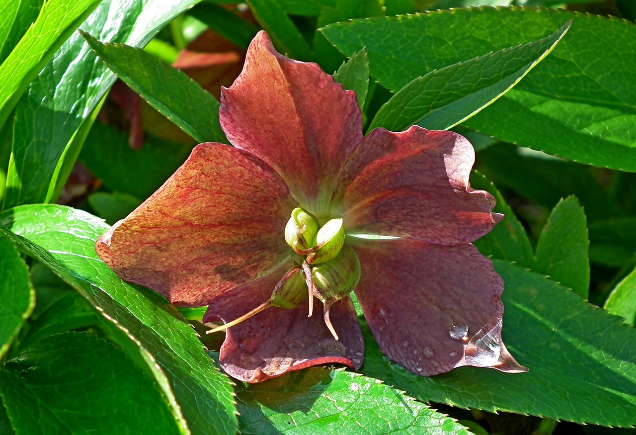 hellebore  flower  blooming free photo