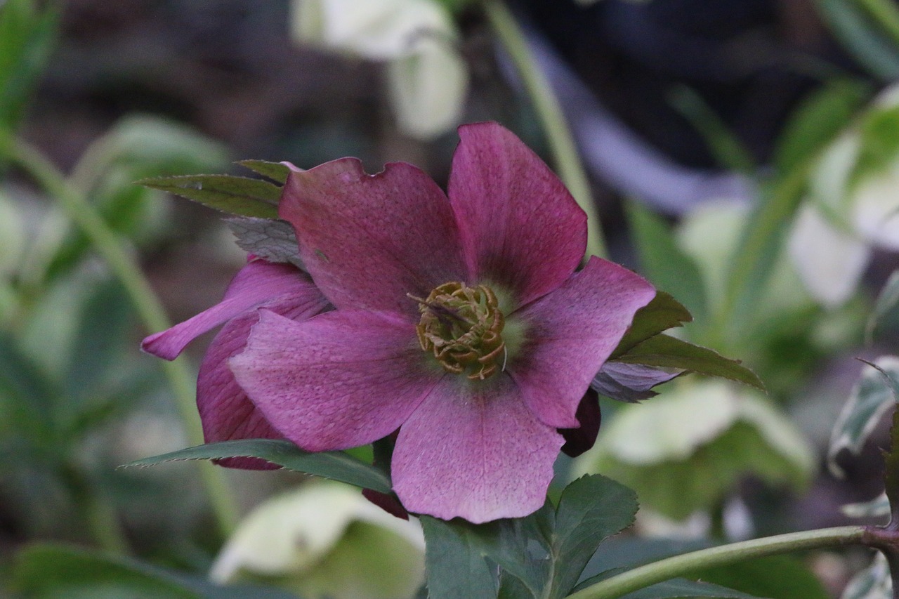 hellebore  pink christmas  flower free photo