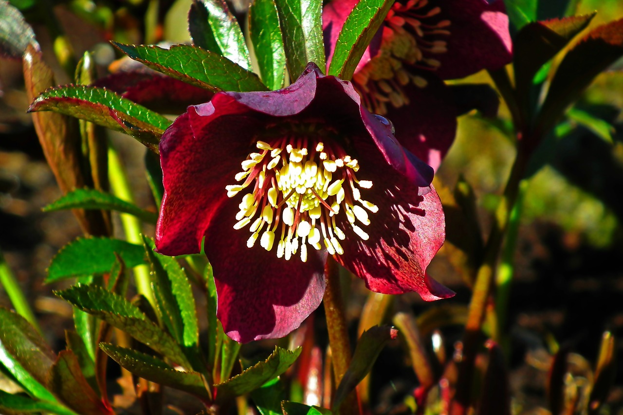 hellebore  flower  winter free photo