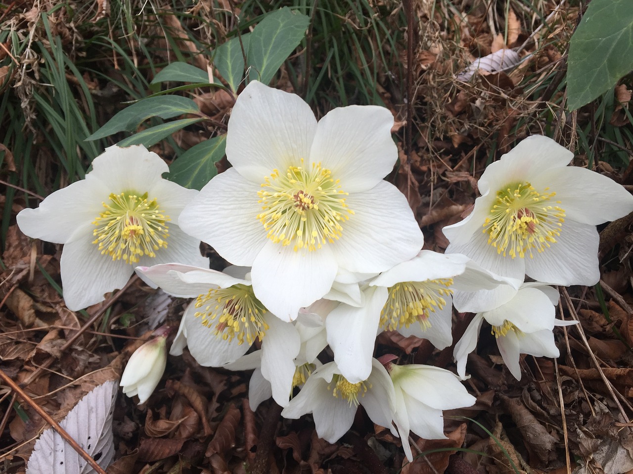 hellebores flowers mountain free photo