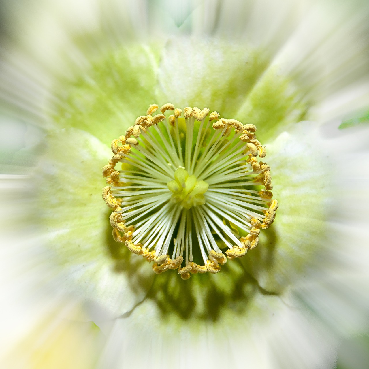 helleborus anemone blanda christmas rose free photo