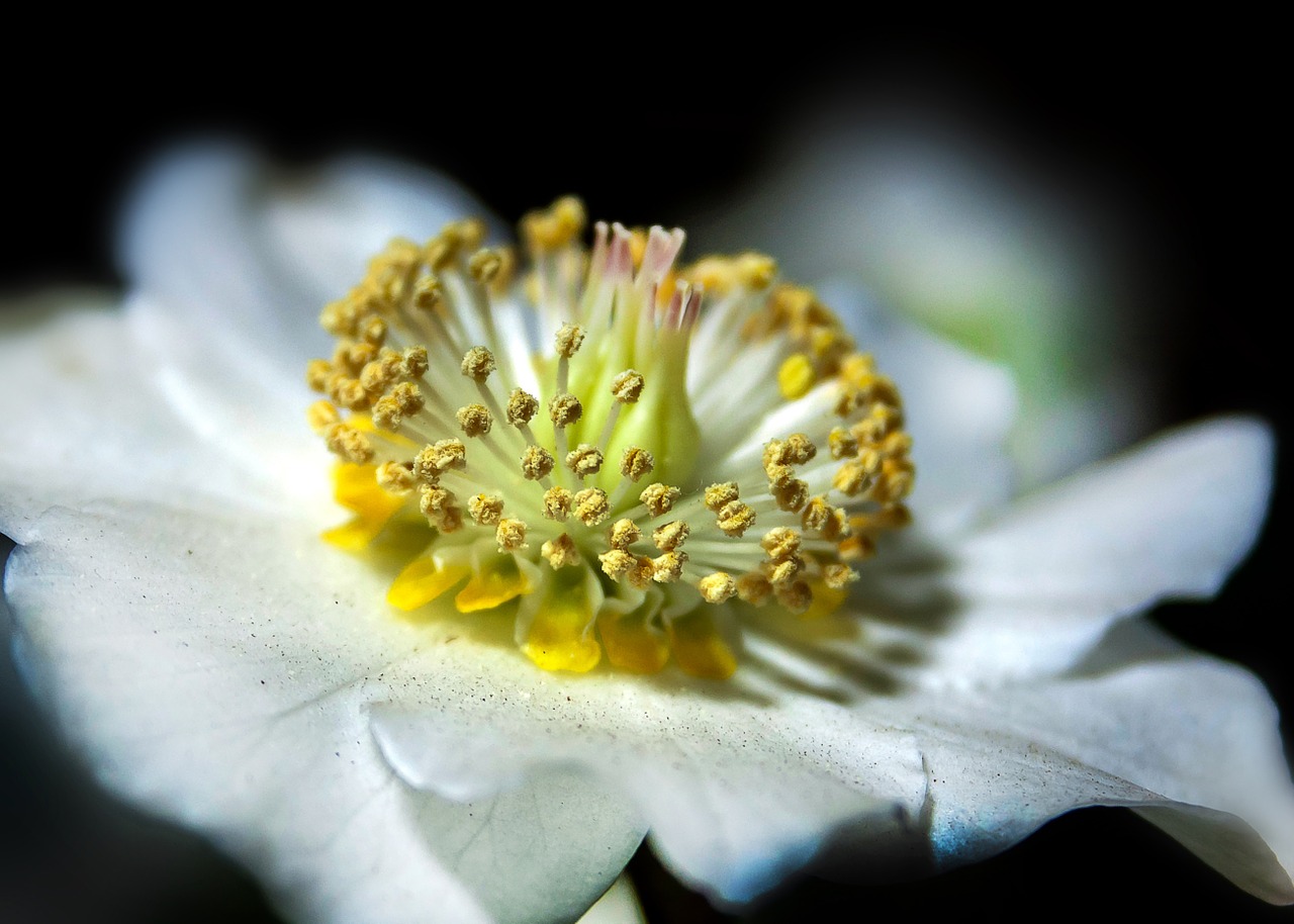helleborus anemone blanda christmas rose free photo
