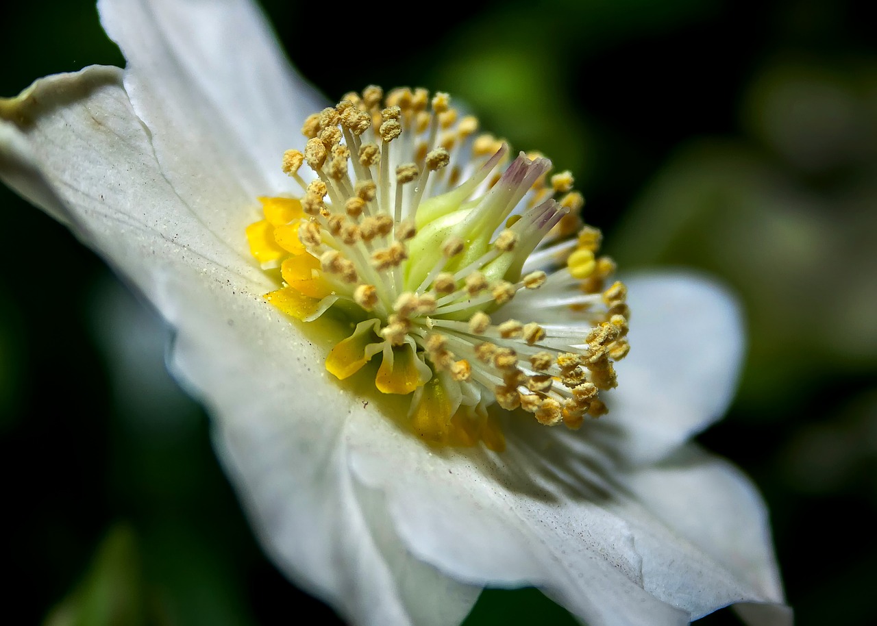 helleborus white anemone blanda free photo