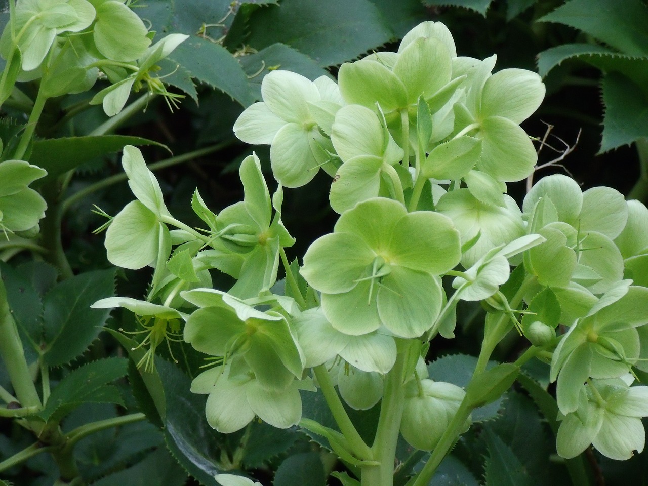 helleborus plant light green free photo