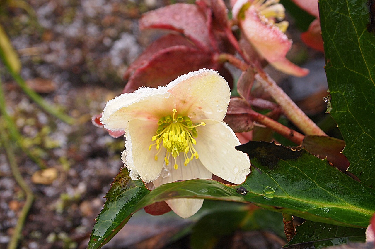 helleborus orientalis plant frozen free photo