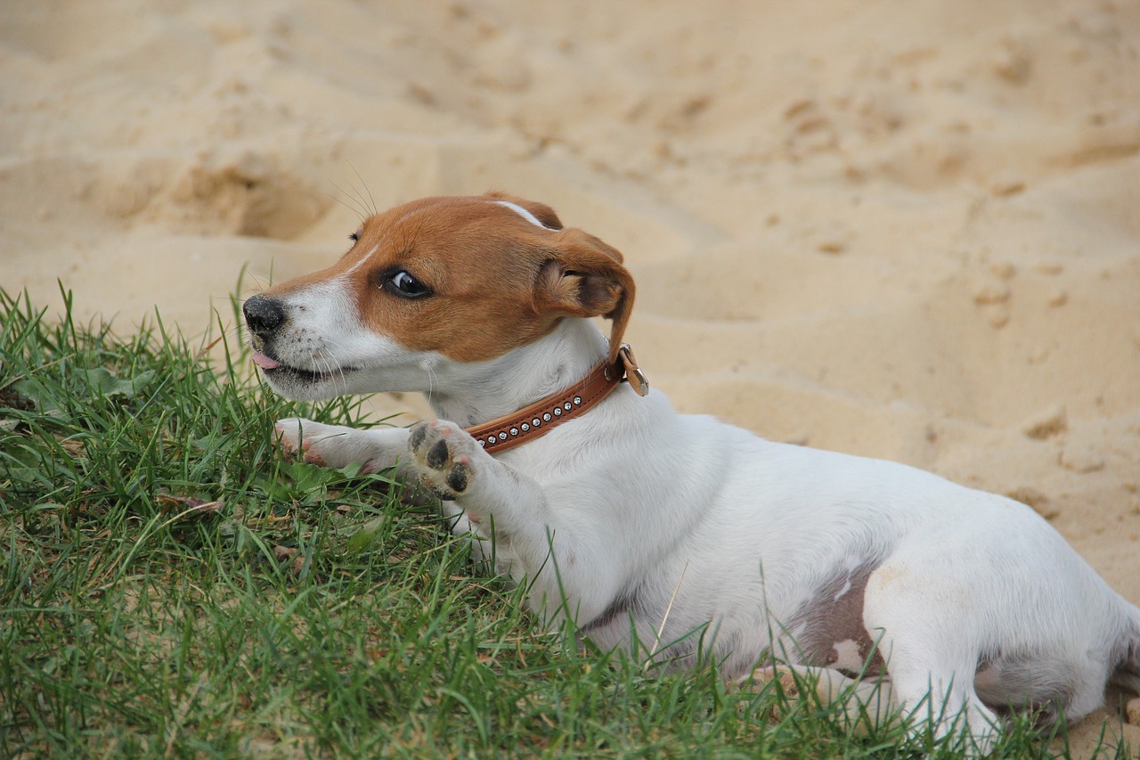 hello played enough jackrussel puppy free photo