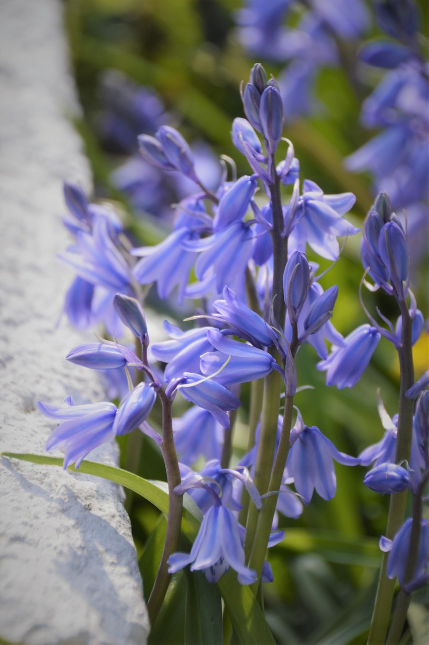 hello  hyacinth  violet free photo