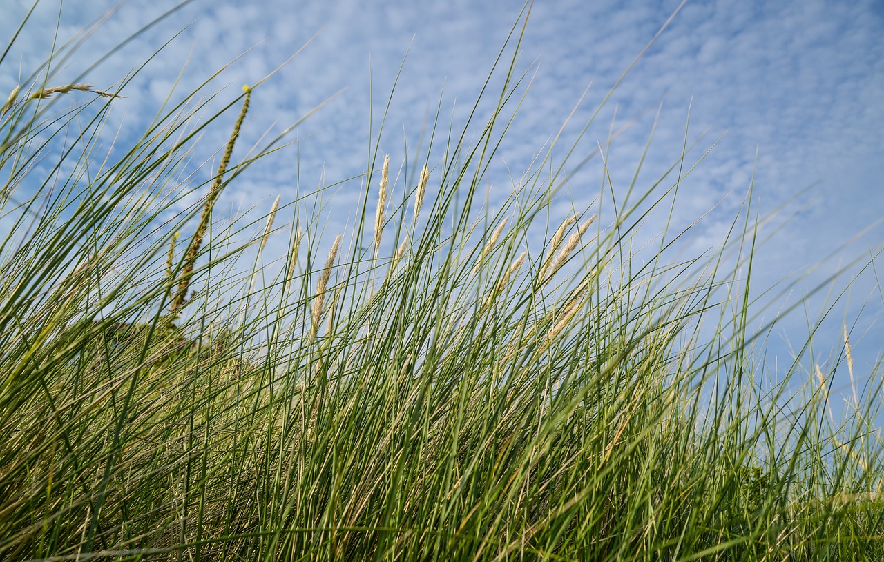 helm grass sky blue free photo