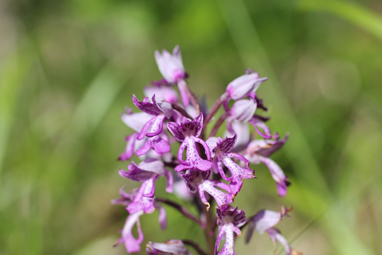 helmet orchid flower orchid free photo