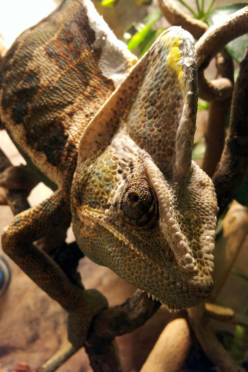 helmeted chameleon reptile terrarium free photo