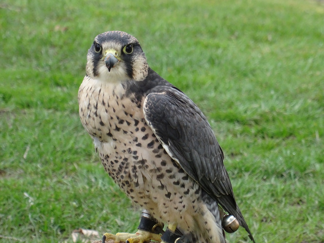 falcon bird of prey bird free photo