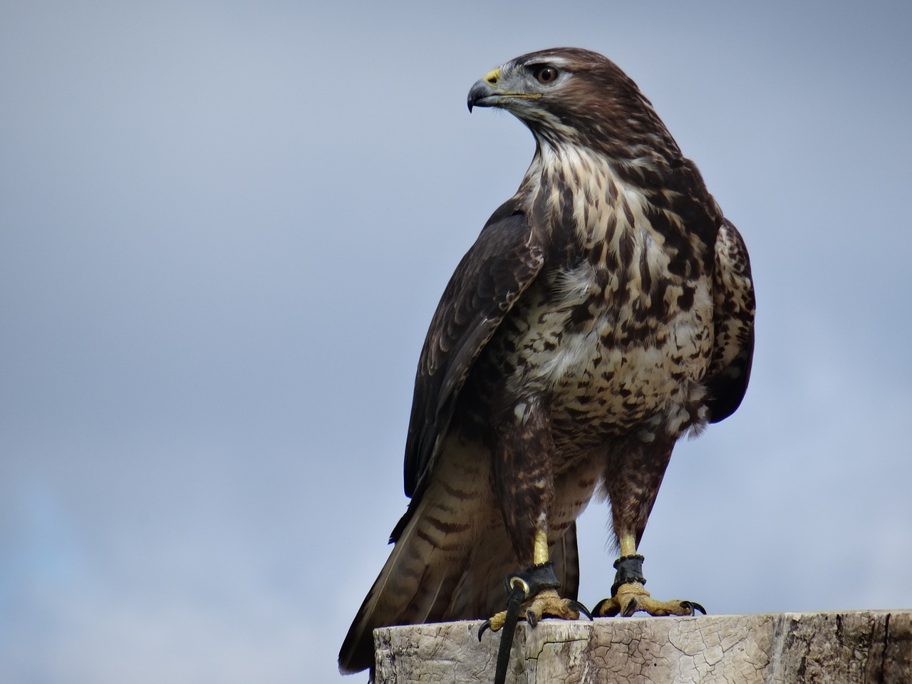 eagle bird of prey bird free photo