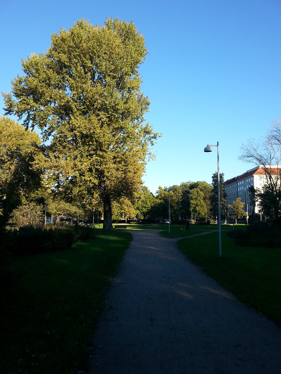 helsinki finnish tree free photo