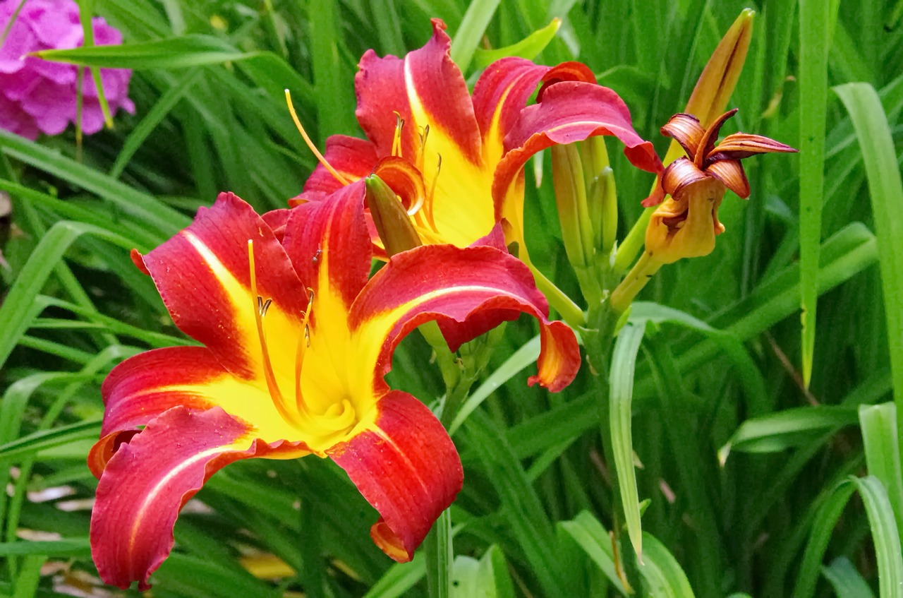 hemerocallis yellow flower red free photo