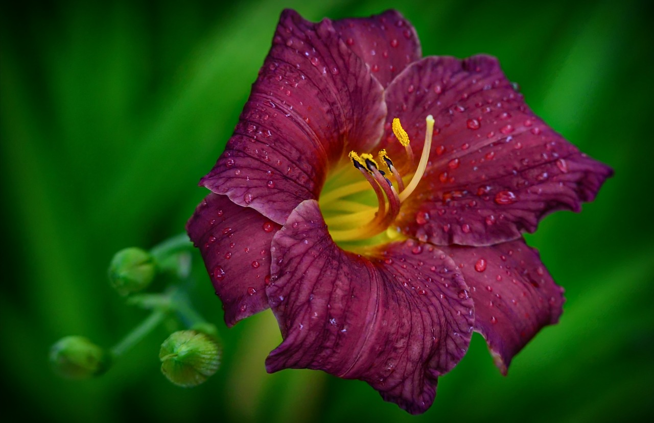 hemerocallis flower garden free photo