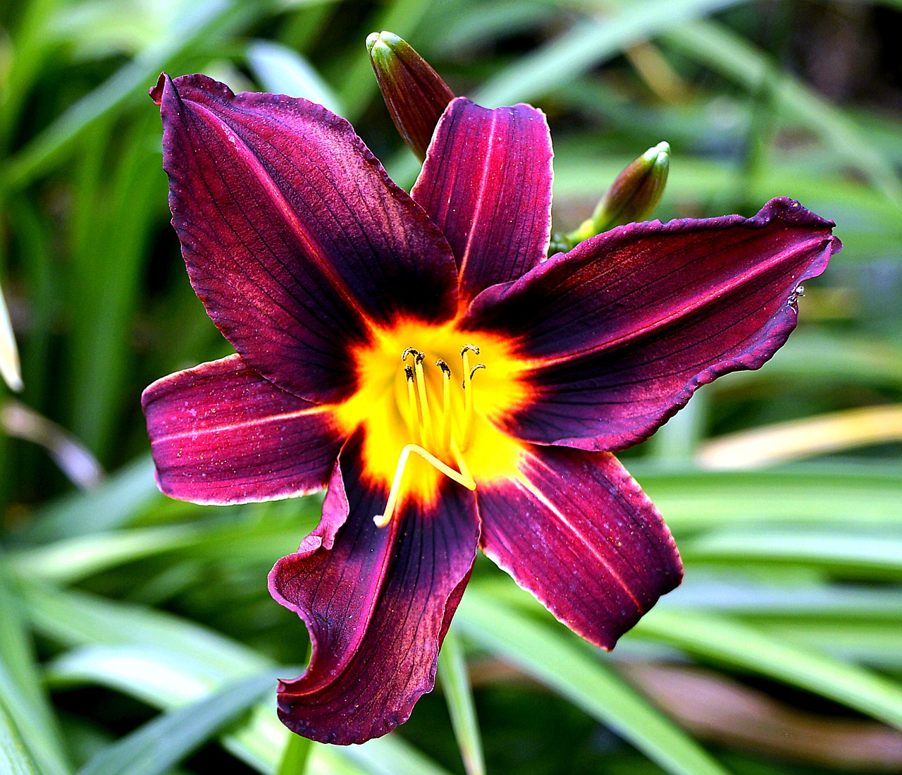 hemerocallis blossom bloom free photo