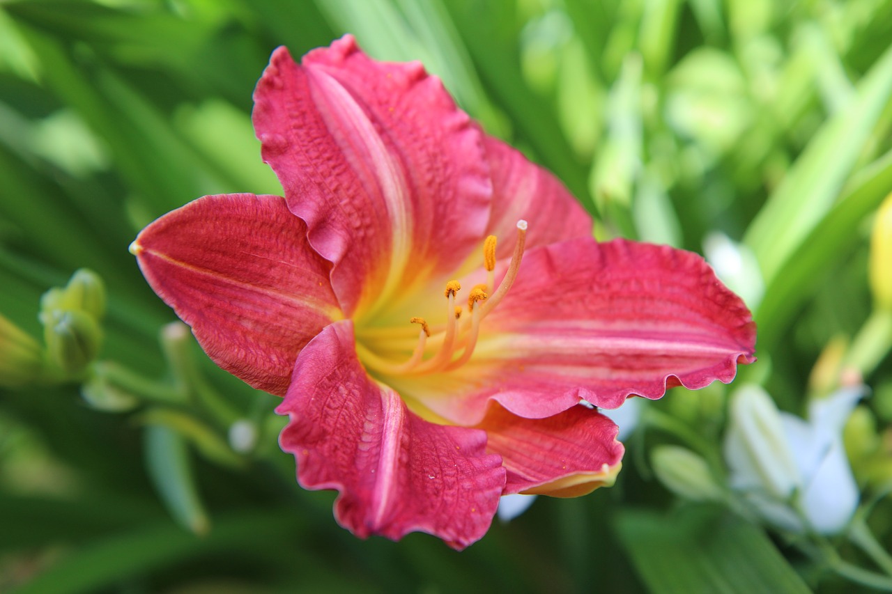 hemerocallis  daylily red  flowering free photo