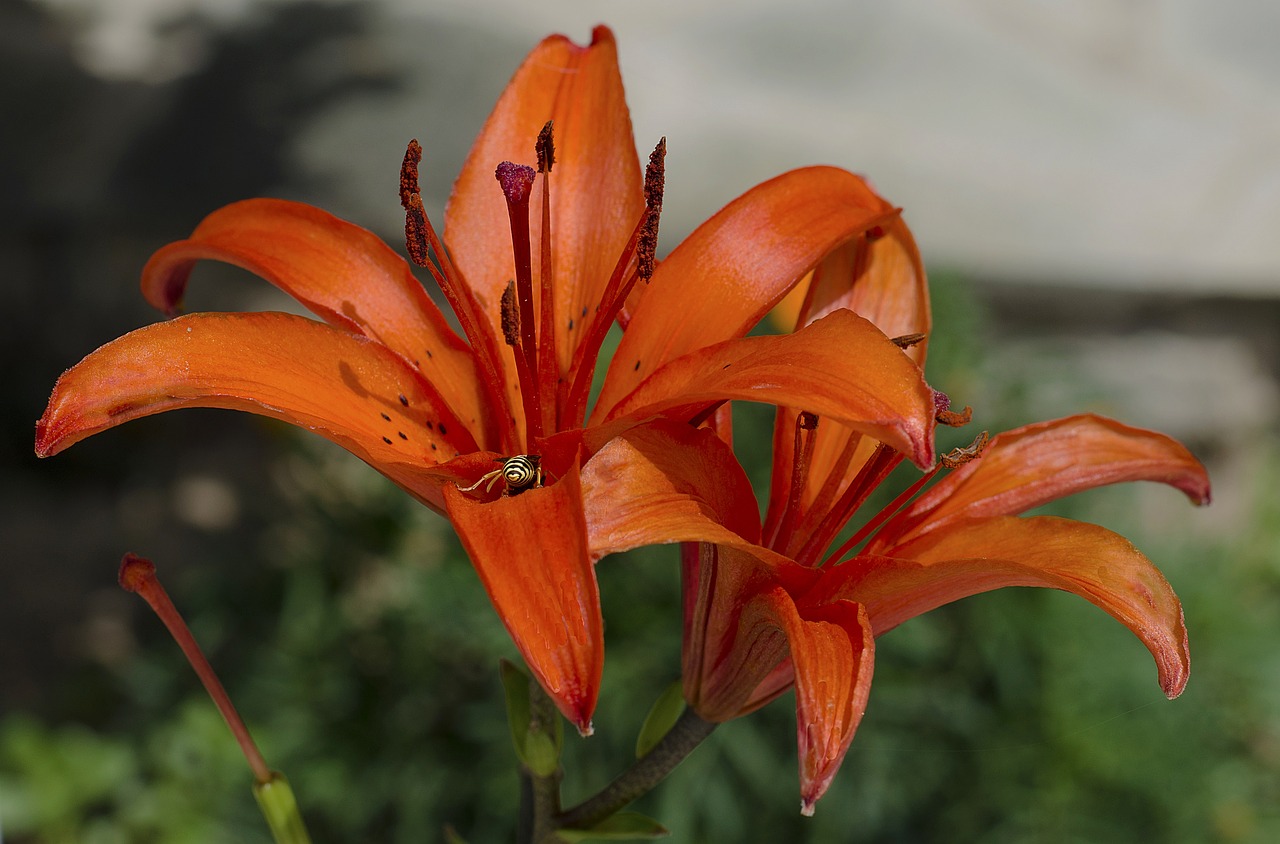 hemerocallis  orange  flower free photo