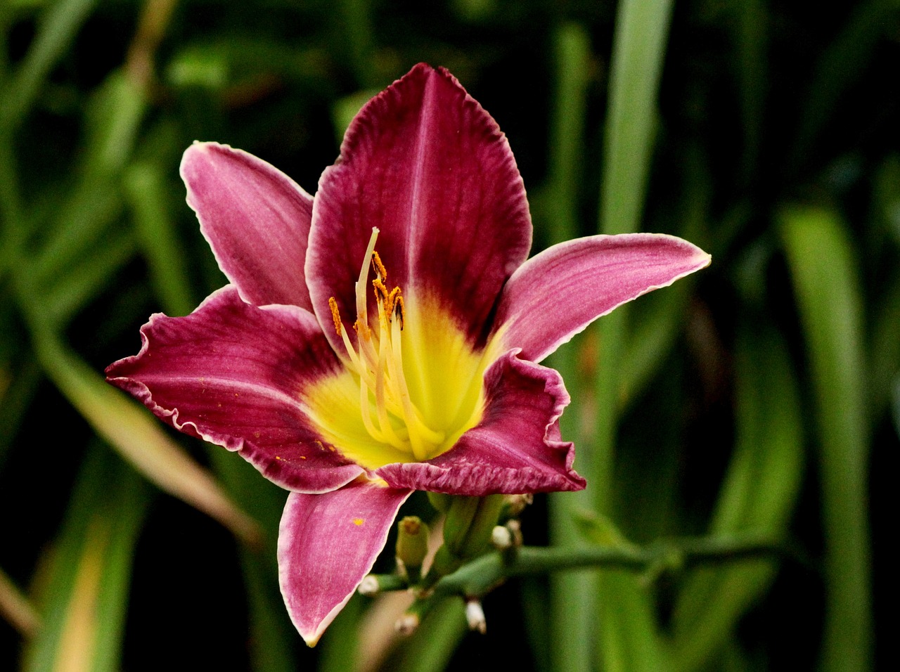hemerocallis  flower  garden free photo