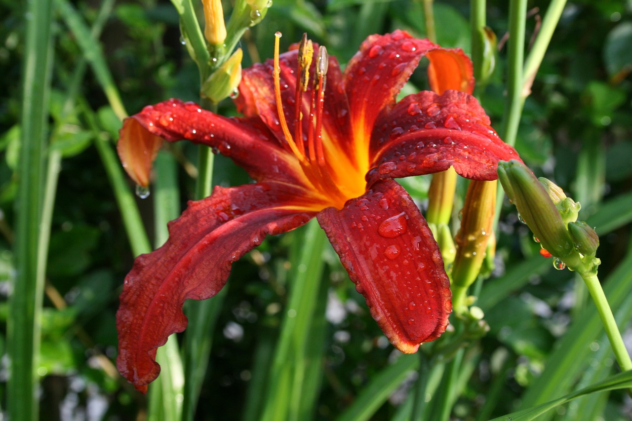hemerocallus daylily perennial free photo