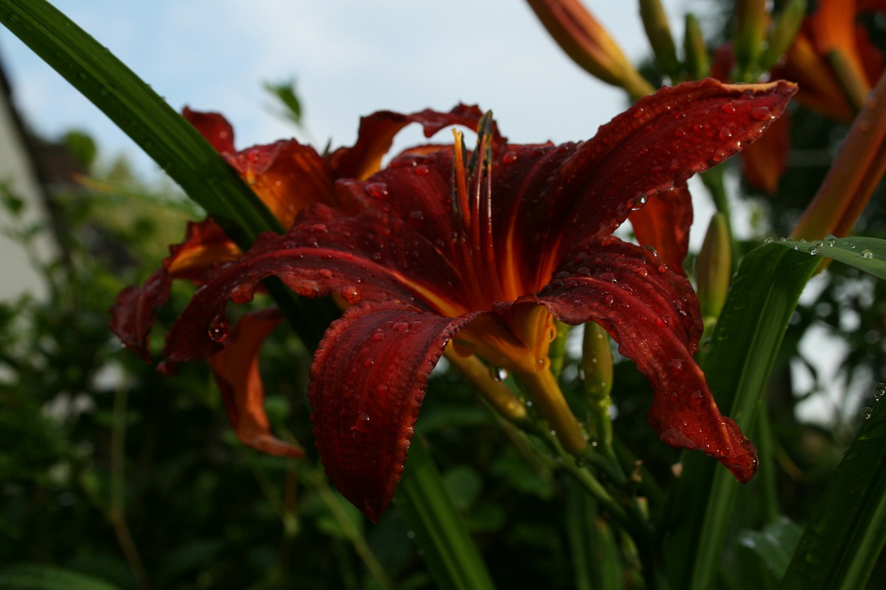 hemerocallus daylily perennial free photo