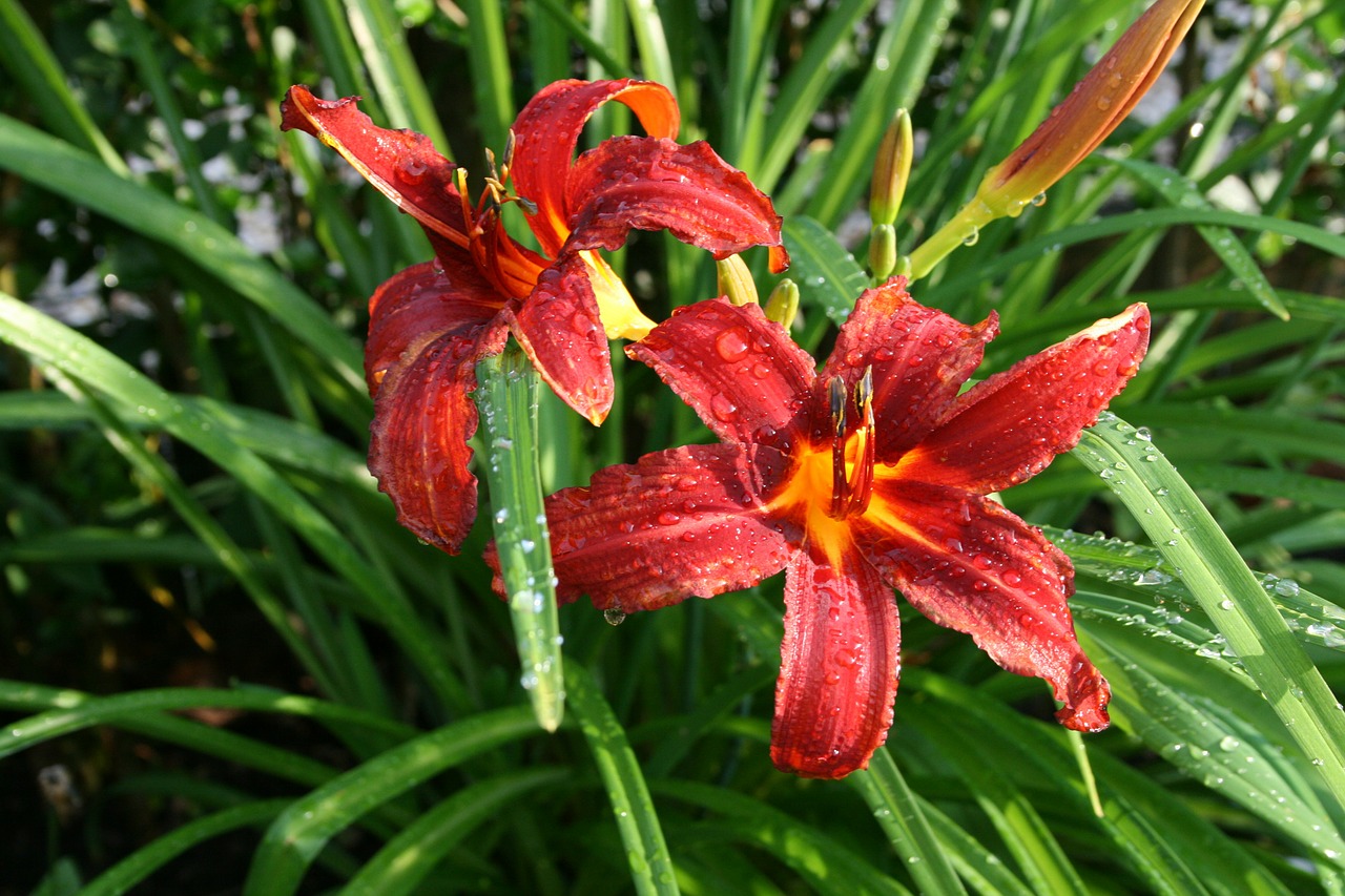 hemerocallus daylily perennial free photo