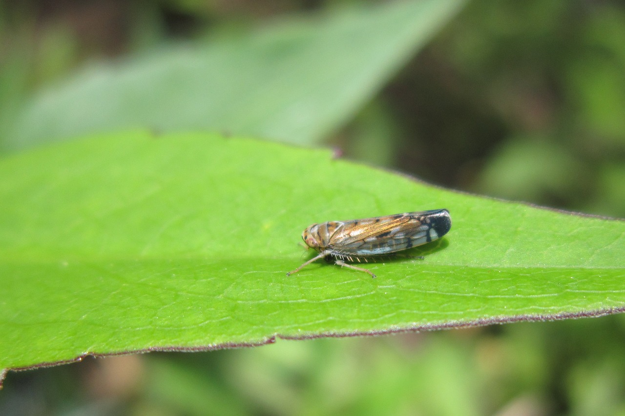 hemiptera  cicadoidea  bug free photo