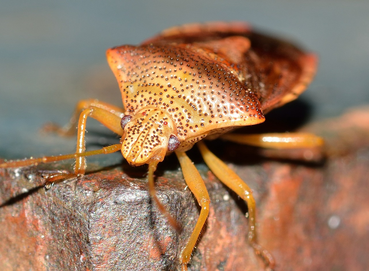 hemiptera insect bug free photo