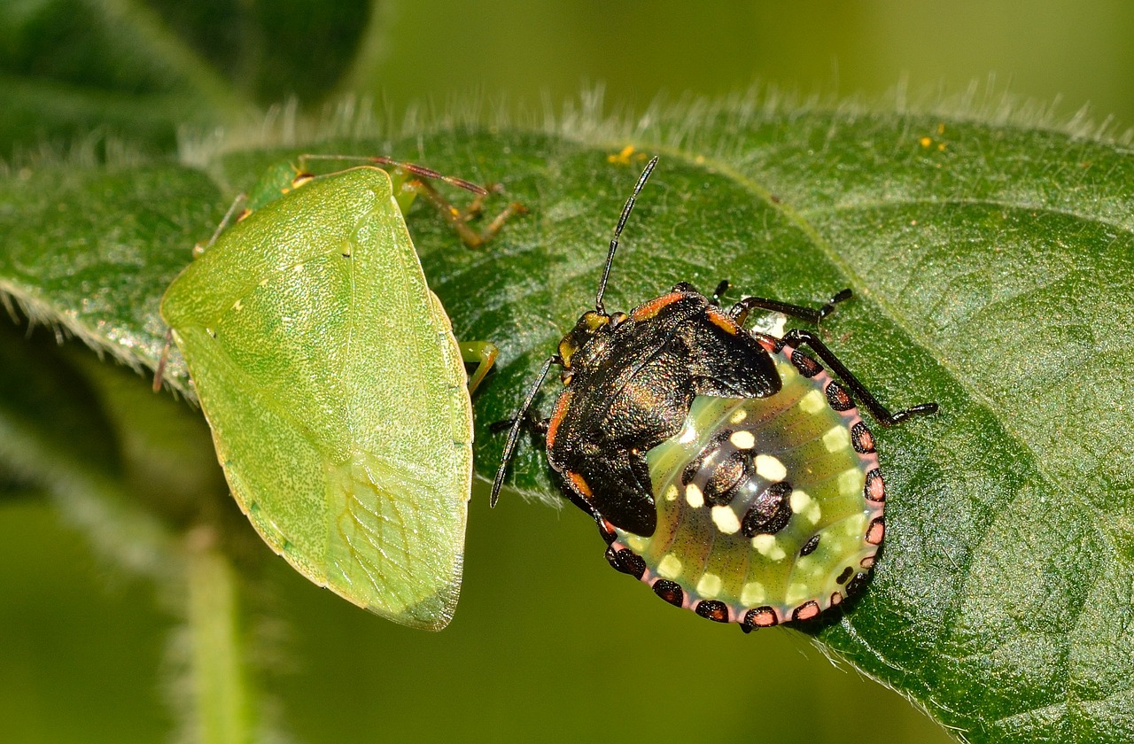 hemiptera bug nezara free photo