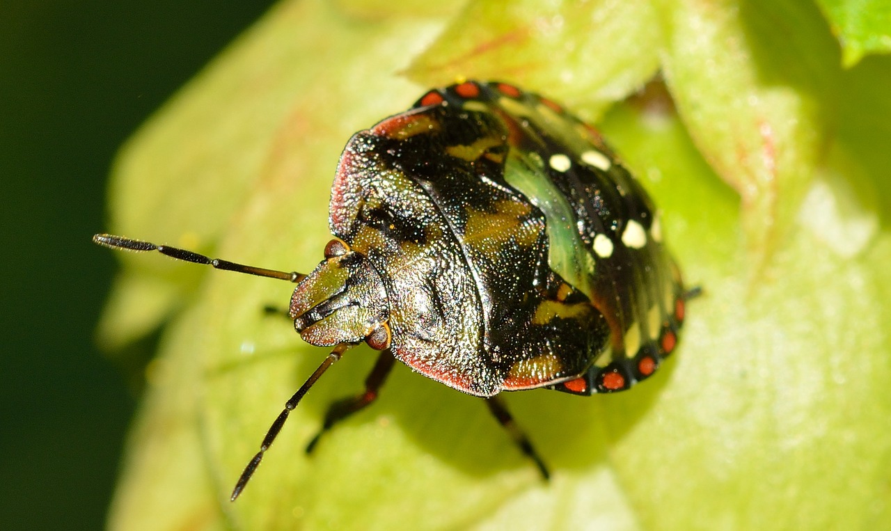 hemiptera bug nezara free photo