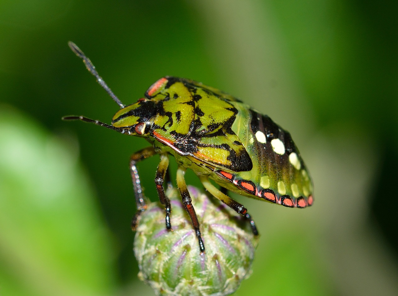 hemiptera insects nezara free photo