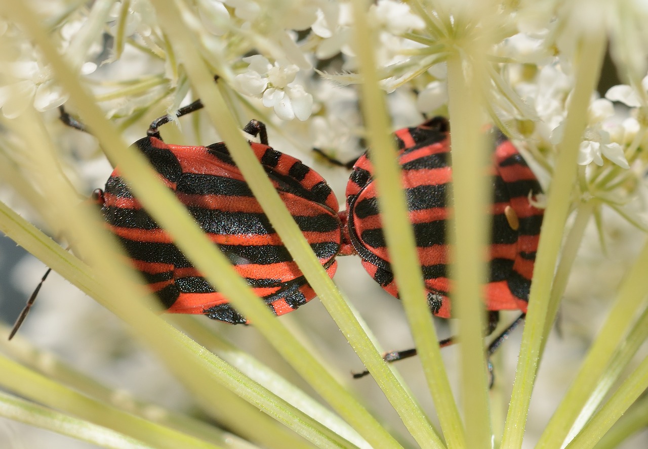 hemiptera bedbugs graphosoma free photo