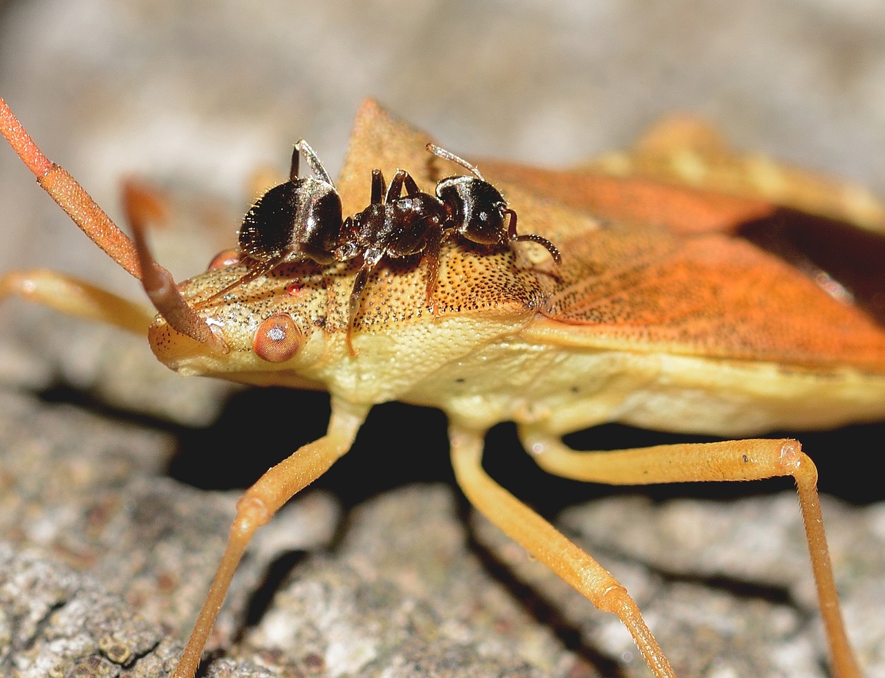 hemiptera ant bug free photo