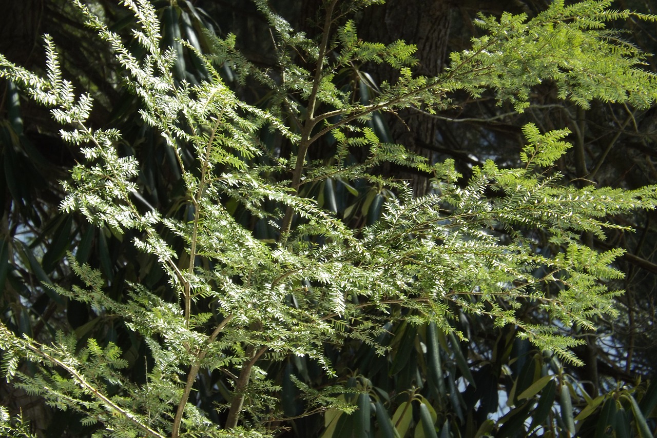 hemlock trees nature free photo