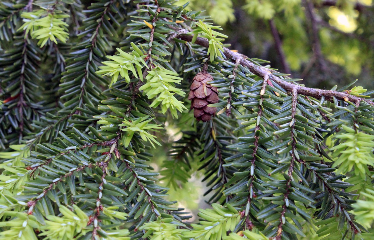 hemlock tree cones free photo