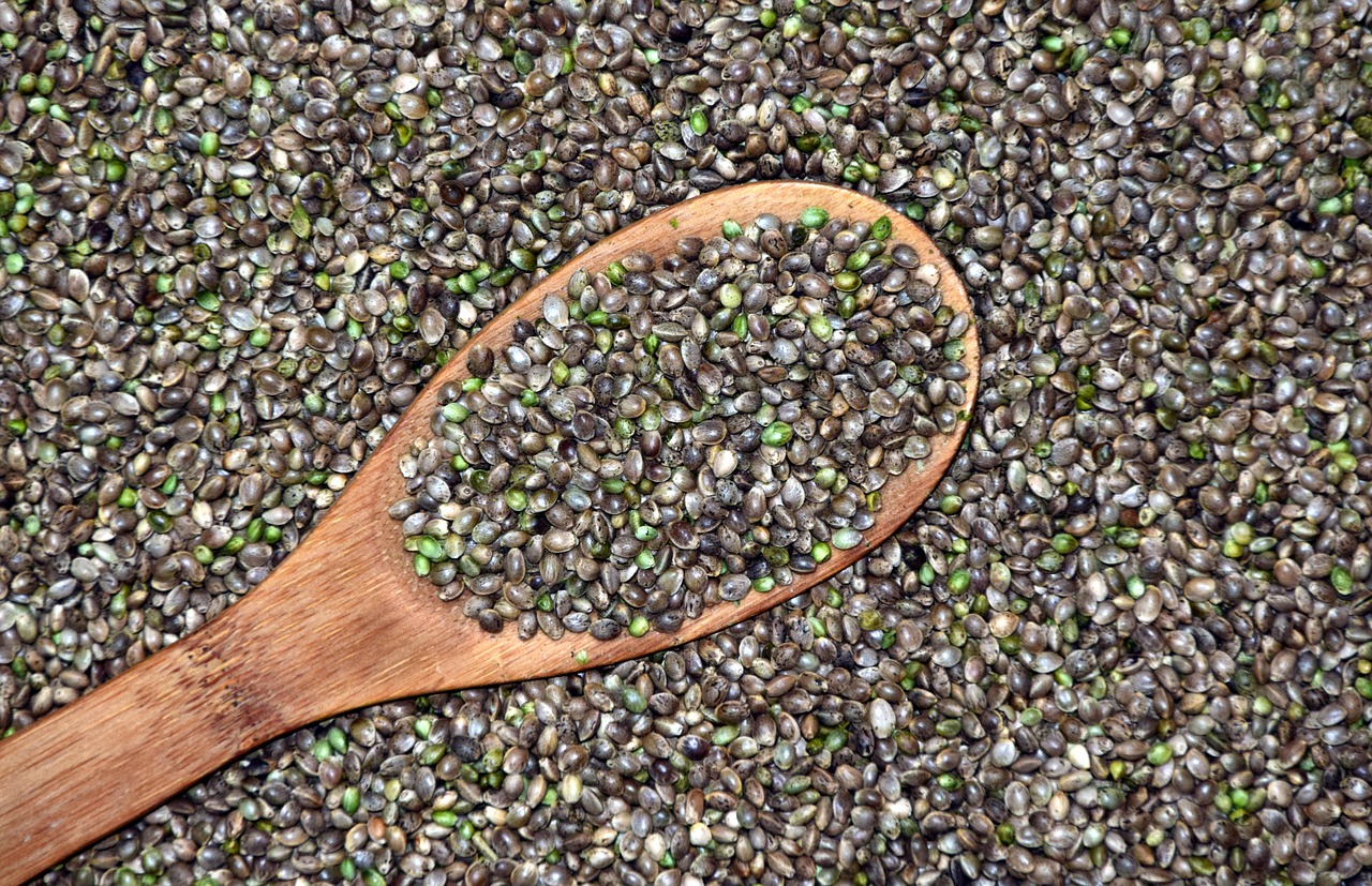 hemp cannabis seeds grains free photo