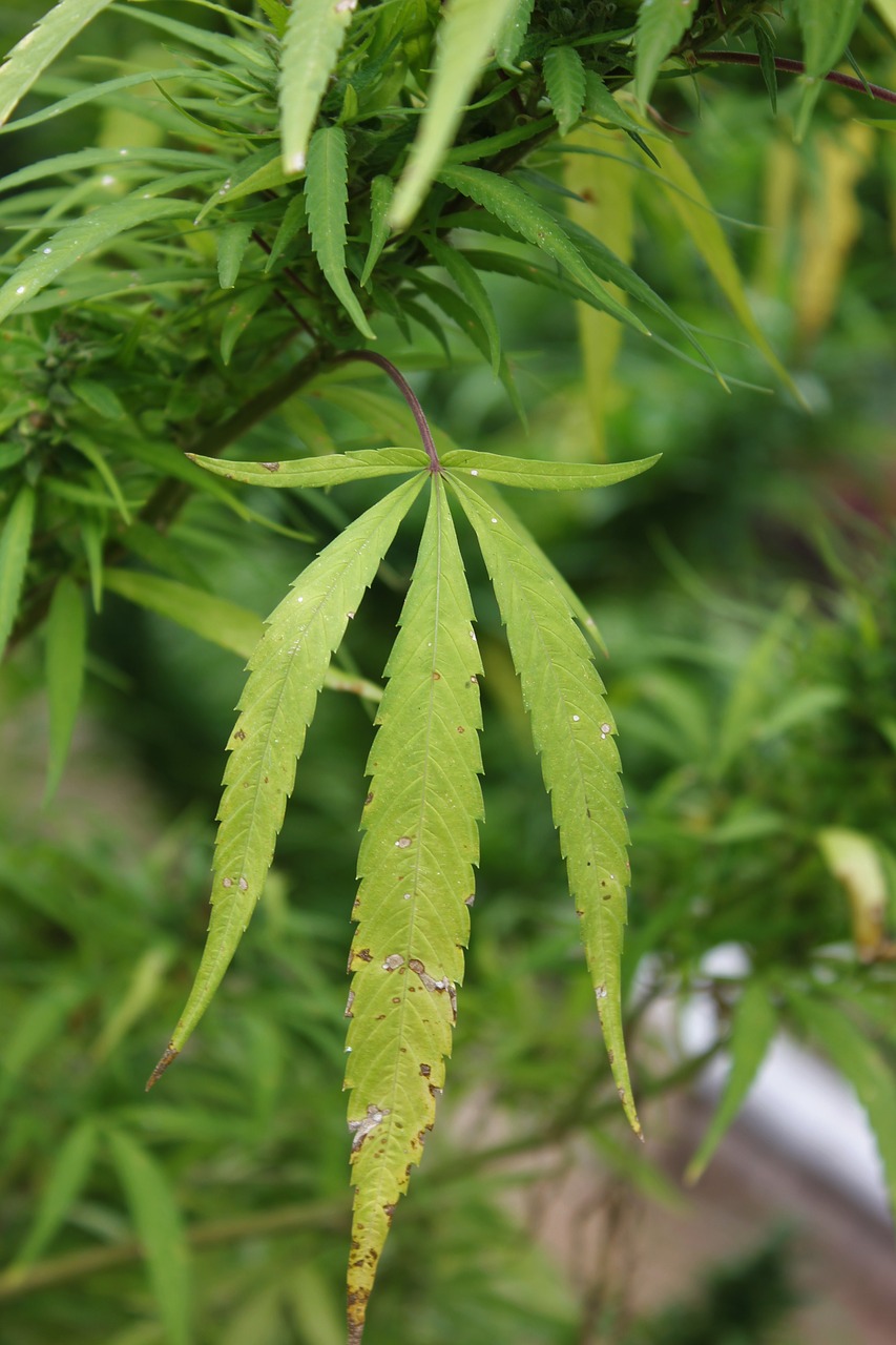 hemp leaf plant free photo