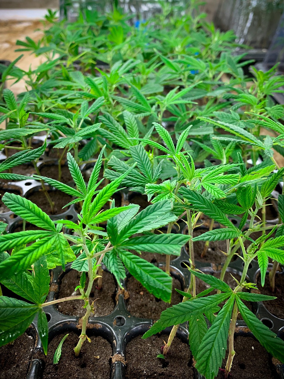 hemp  clones  cannabis free photo